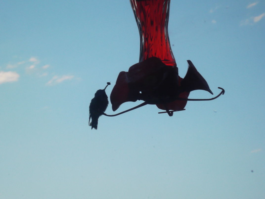 Birds
